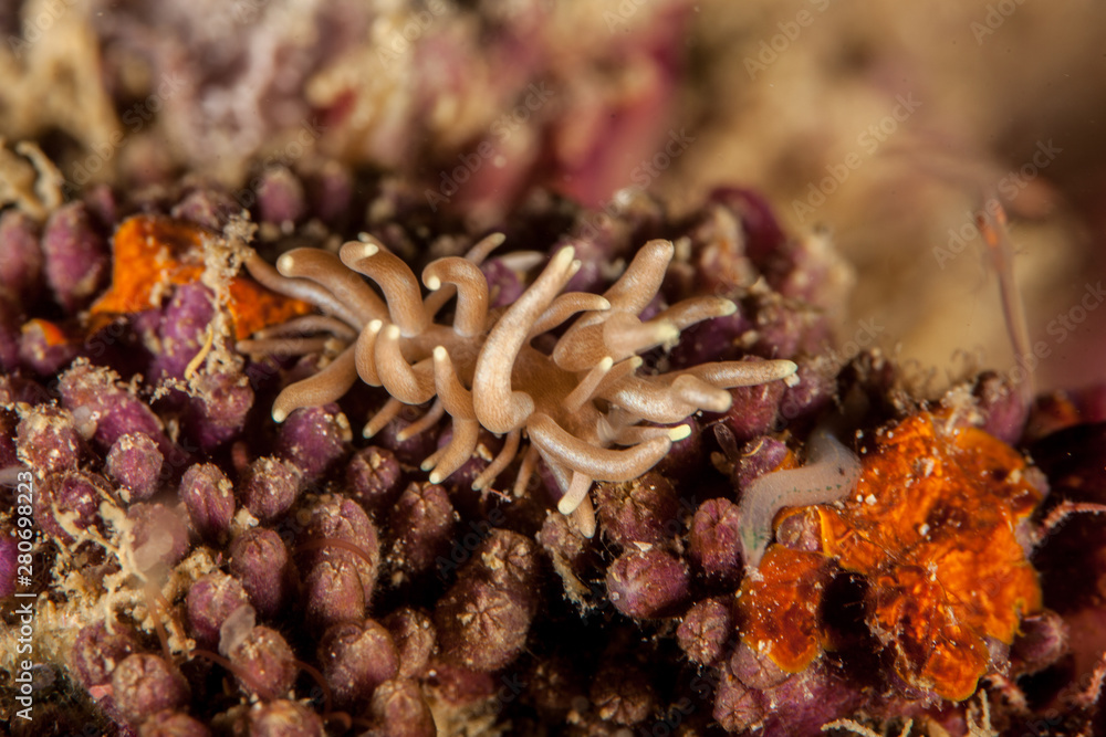 Phyllodesmium briareum Phyllodesmium briareum