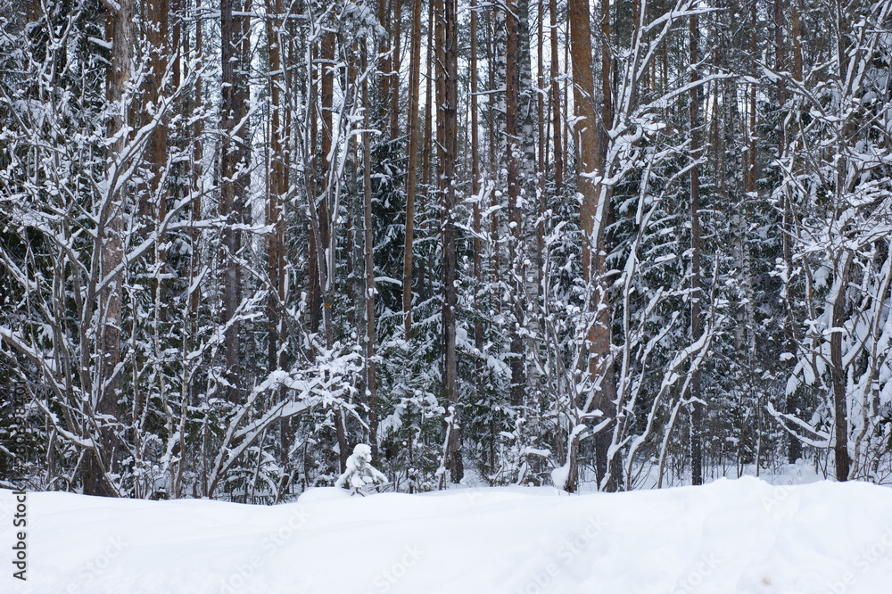 Fototapeta premium Landscape of winter snow forest with a strip of snow at the bottom