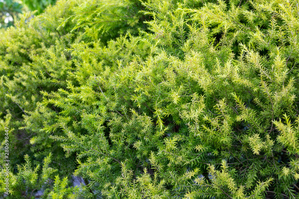 green leaf texture as background green leaf texture as background