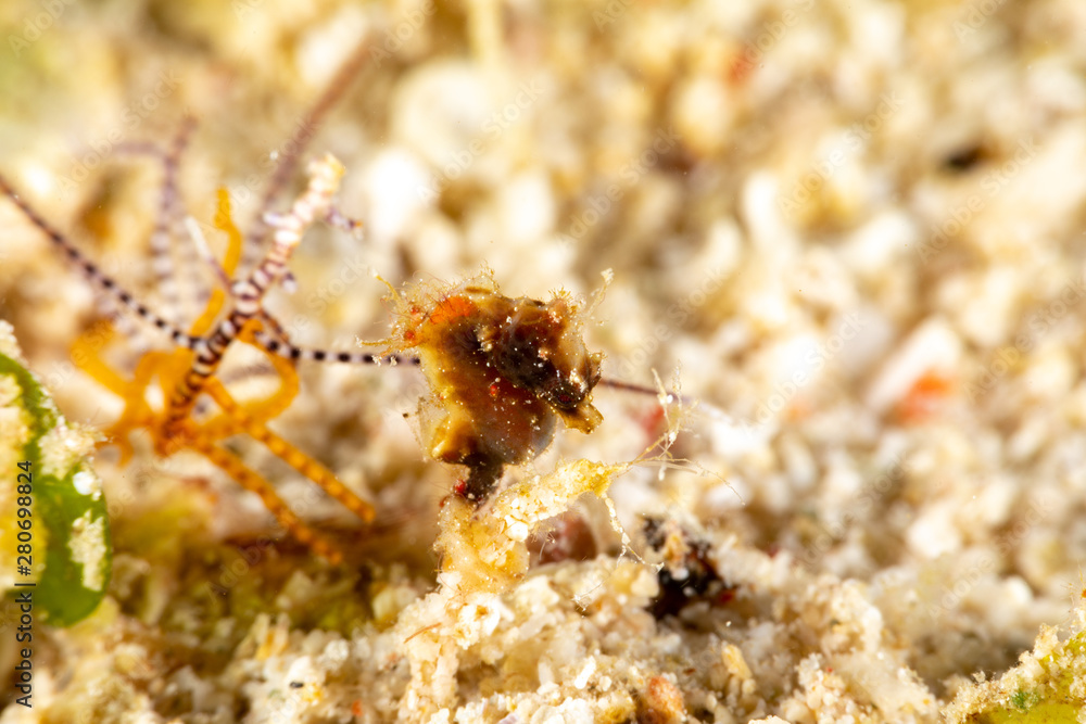 Pontoh's pygmy seahorse or the weedy pygmy seahorse, Hippocampus pontohi, is a seahorse of the family Syngnathidae native to the central Indo-pacific Pontoh's pygmy seahorse or the weedy pygmy seahorse, Hippocampus pontohi, is a seahorse of the family Syngnathidae native to the central Indo-pacific