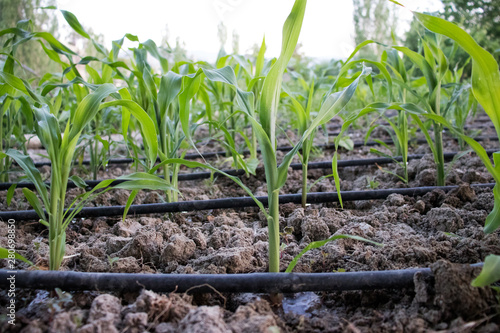 drip irrigation system, cornfield, gorgeous green background