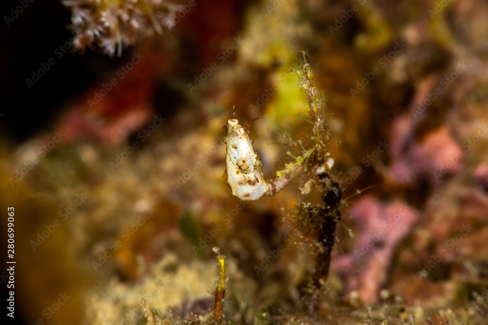 Pontoh's pygmy seahorse or the weedy pygmy seahorse, Hippocampus pontohi, is a seahorse of the family Syngnathidae native to the central Indo-pacific Pontoh's pygmy seahorse or the weedy pygmy seahorse, Hippocampus pontohi, is a seahorse of the family Syngnathidae native to the central Indo-pacific