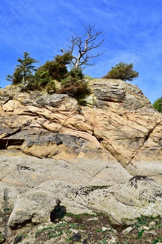 Shore Pines in rock