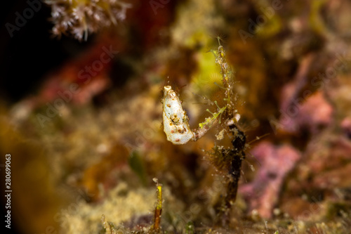 Pontoh s pygmy seahorse or the weedy pygmy seahorse  Hippocampus pontohi  is a seahorse of the family Syngnathidae native to the central Indo-pacific