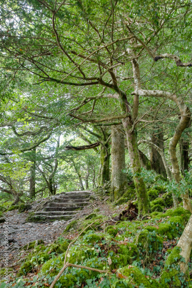 Dense and green forest in Killarney National Park in Ireland Dense and green forest in Killarney National Park in Ireland