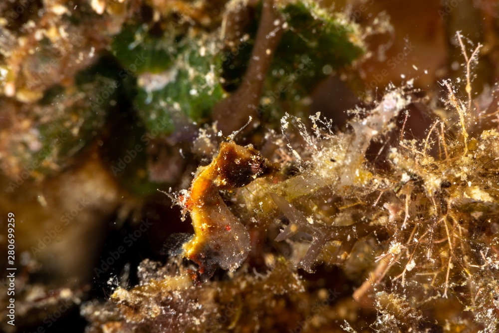 Fototapeta premium Pontoh's pygmy seahorse or the weedy pygmy seahorse, Hippocampus pontohi, is a seahorse of the family Syngnathidae native to the central Indo-pacific