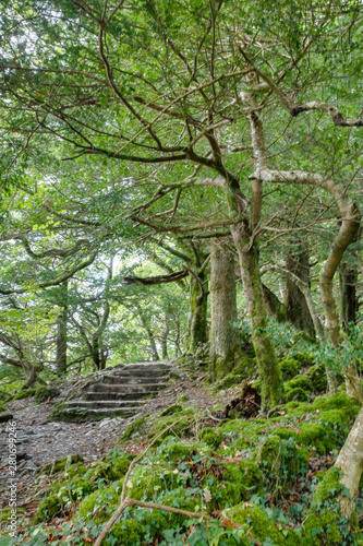 Dense and green forest in Killarney National Park in Ireland