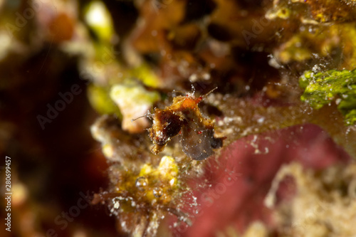 Pontoh's pygmy seahorse or the weedy pygmy seahorse, Hippocampus pontohi, is a seahorse of the family Syngnathidae native to the central Indo-pacific