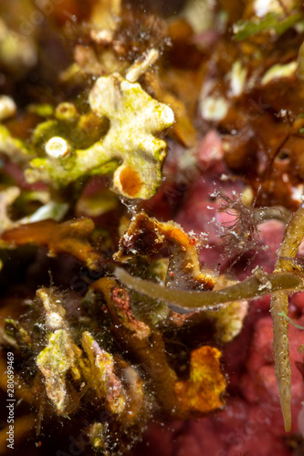 Pontoh's pygmy seahorse or the weedy pygmy seahorse, Hippocampus pontohi, is a seahorse of the family Syngnathidae native to the central Indo-pacific