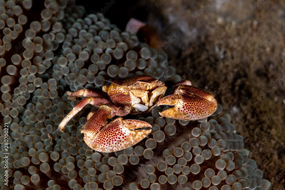 Porcelain crab from the Indo-Pacific region, Neopetrolisthes maculatus
