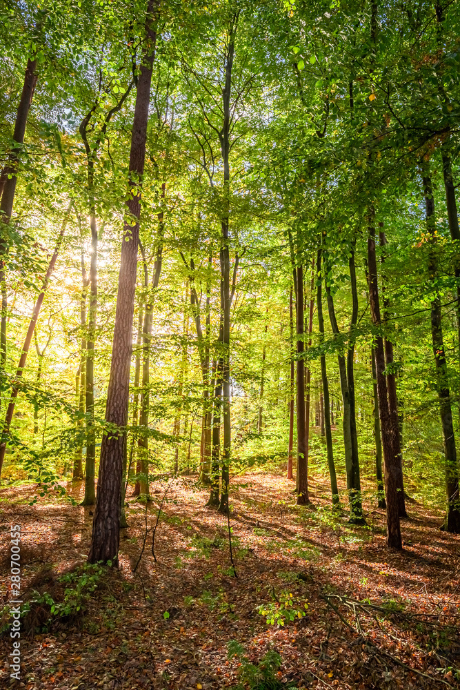 Naklejka premium Brown and amazing forest in the autumn in Europe