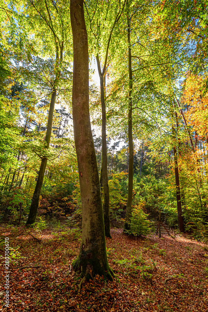 Gold and green autumn forest in Europe