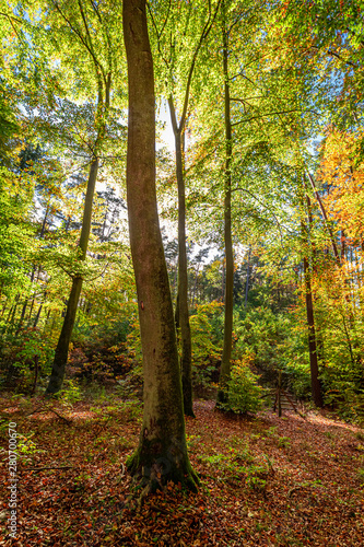 Fototapeta Naklejka Na Ścianę i Meble -  Gold and green autumn forest in Europe