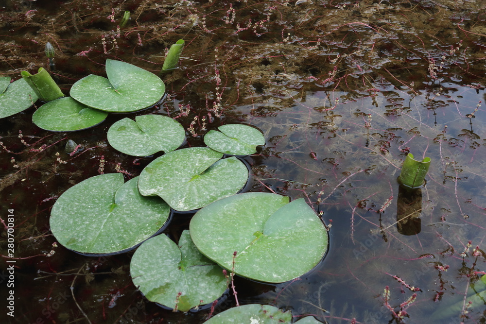 Water lily leaves floating in pond Water lily leaves floating in pond
