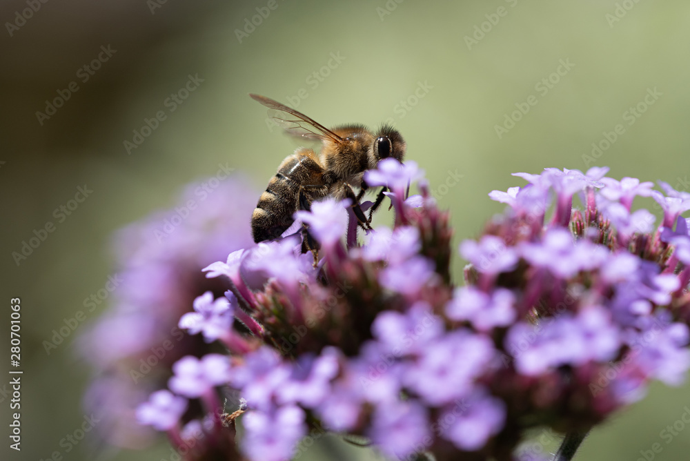Honeybee on purple flower head Honeybee on purple flower head