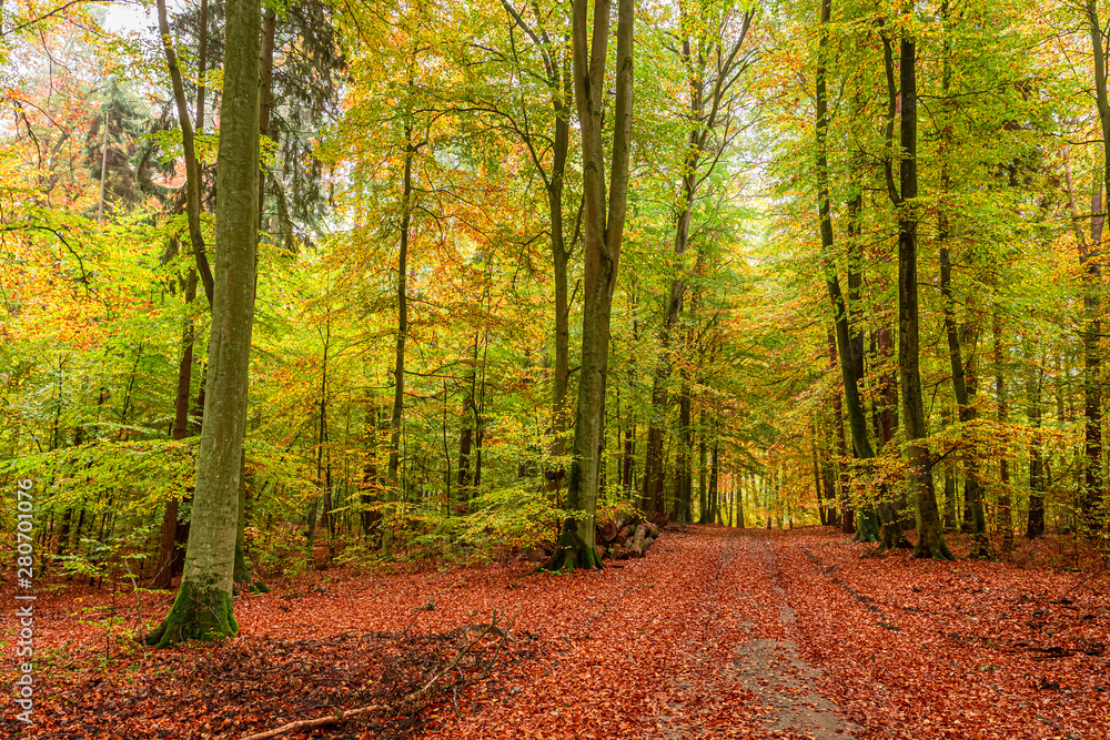 Obraz premium Colorful and stunning forest in the autumn in Europe