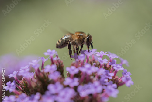 Honeybee on purple flow © Malcolm Saunders