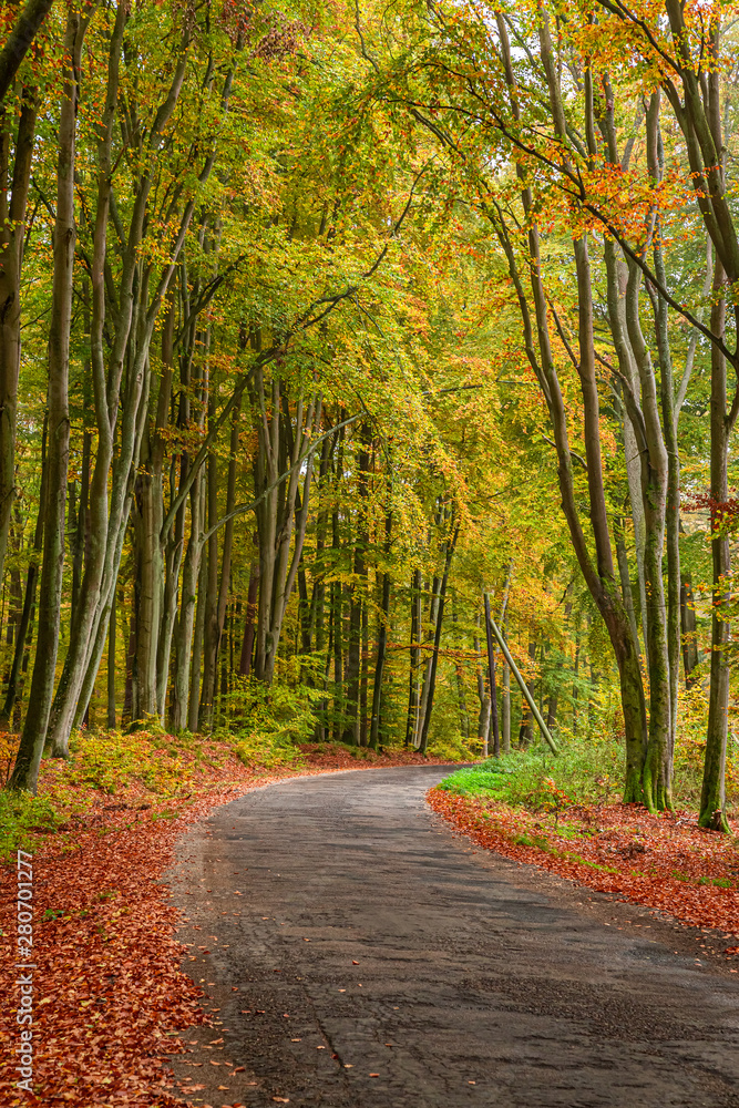 Amazing and sunny autumn forest in Europe