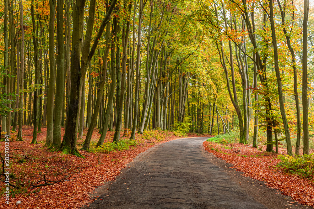 Obraz premium Brown and amazing forest in the autumn in Poland