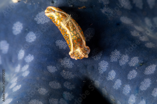 Psychedelic Batwing Slug, Sagaminopteron psychedelicum, Headshield slugs, bright and colourful colour pattern photo