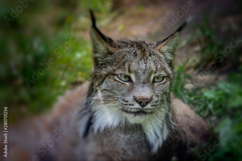 The Canada lynx (Lynx canadensis),animal native to north America, picture from ZOO © karel