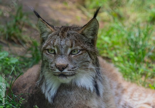 The Canada lynx (Lynx canadensis),animal native to north America, picture from ZOO