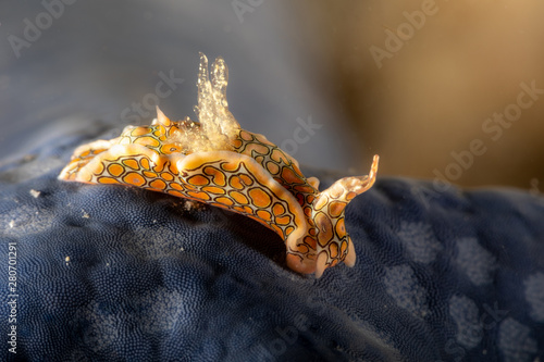 Psychedelic Batwing Slug, Sagaminopteron psychedelicum, Headshield slugs, bright and colourful colour pattern photo