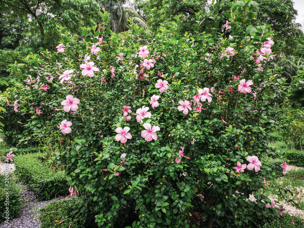 Pink Hibiscus flower blooming in the garden. Pink Hibiscus flower blooming in the garden.