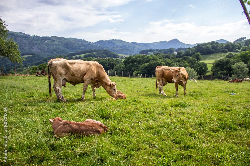 A cow has just given birth on a mountain in Navarra. The mother cleans it