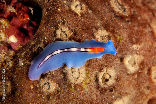 Racing Stripe Flatworm