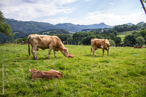 A cow has just given birth on a mountain in Navarra. The mother cleans it © unai