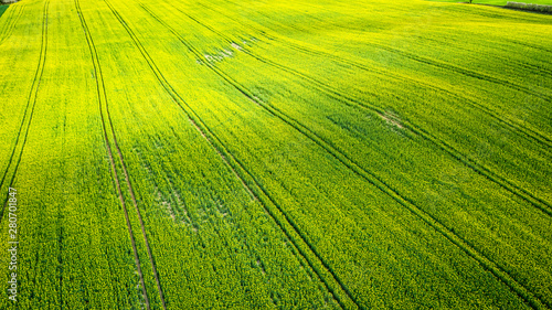 Yellow rape fields in the summer, aerial view of Poland