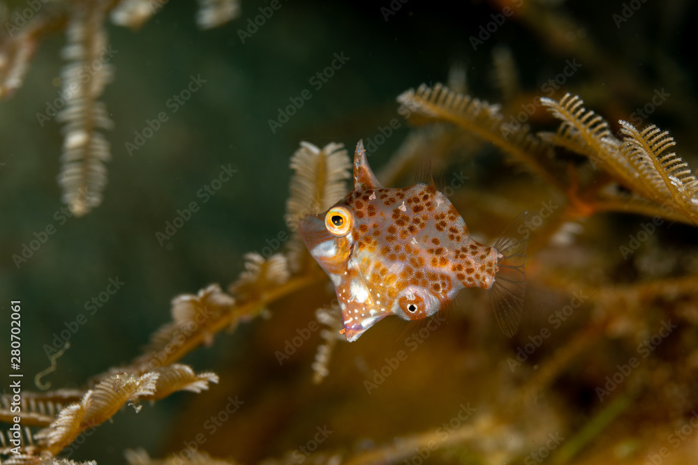 Minute leatherjacket, dwarf filefish, rudarius minutus, found among soft corals Minute leatherjacket, dwarf filefish, rudarius minutus, found among soft corals