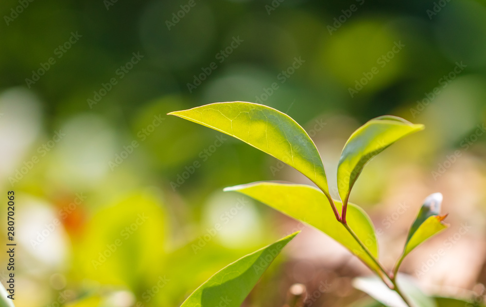 Green leaves on the branches of an orange Green leaves on the branches of an orange