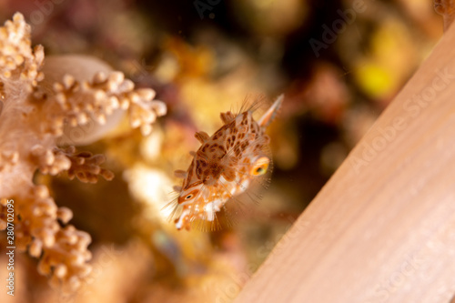 Minute leatherjacket, dwarf filefish, rudarius minutus, found among soft corals