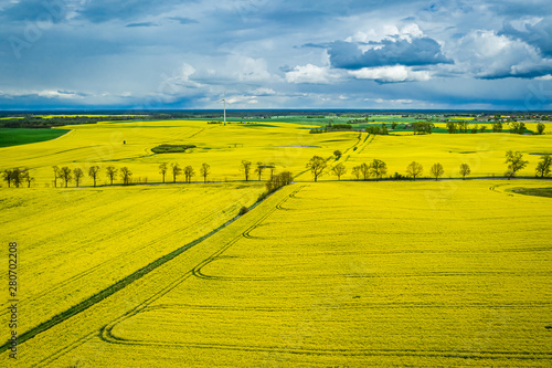 Yellow rape fields in spring  aerial view of Poland