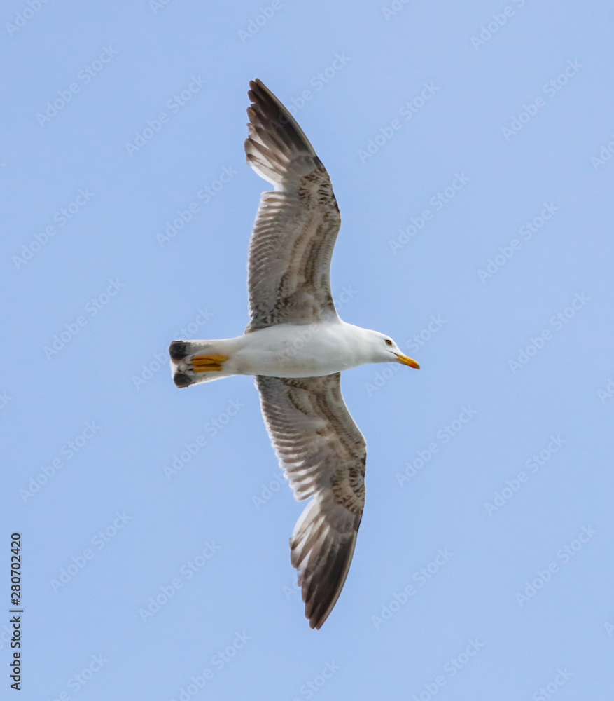 Obraz premium Seagull flying in the blue sky