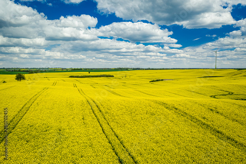 Yellow rape fields with blue sky, aerial view of Poland
