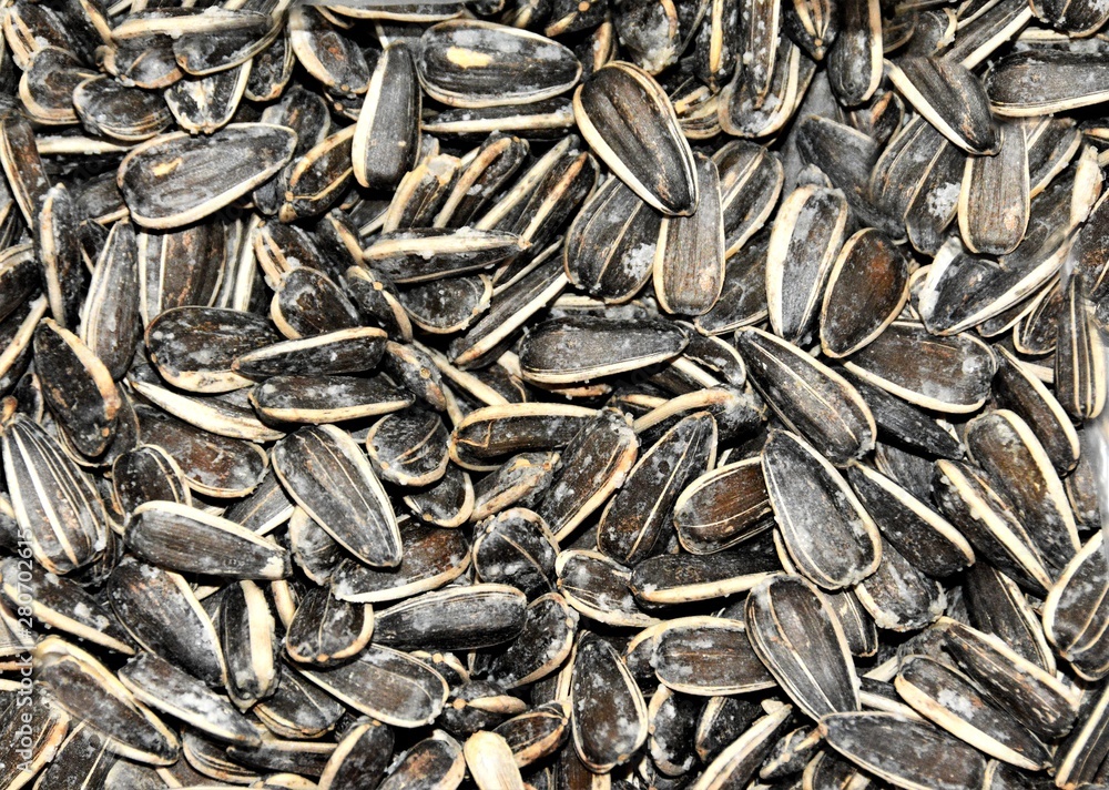many seeds of salted sunflower many seeds of salted sunflower