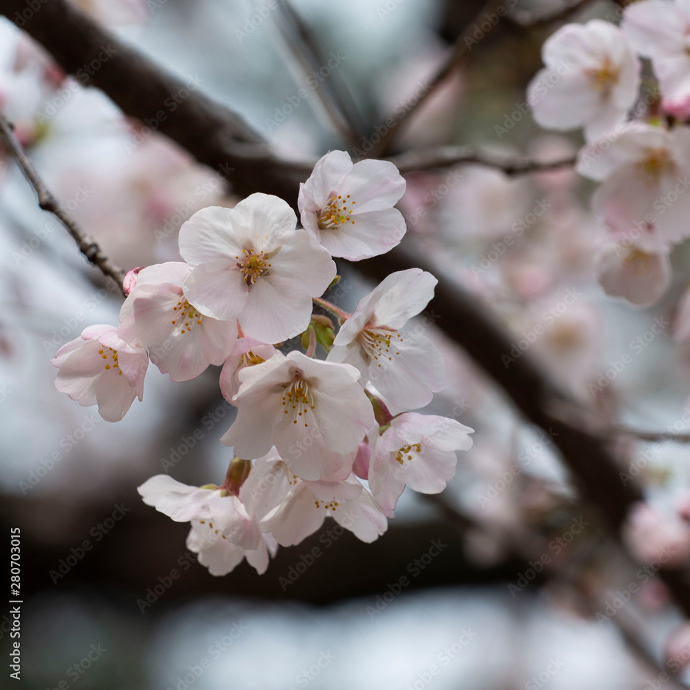 Closeup on Cherr Blossom, Sakura during Spring Closeup on Cherr Blossom, Sakura during Spring
