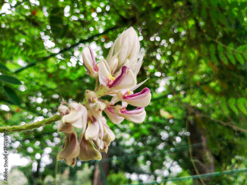  Kan Pai Mahidol flower is a type of vine named Afgekia mahidolae Burtt et Chermsir.A White and purple flower in Thailand. photo