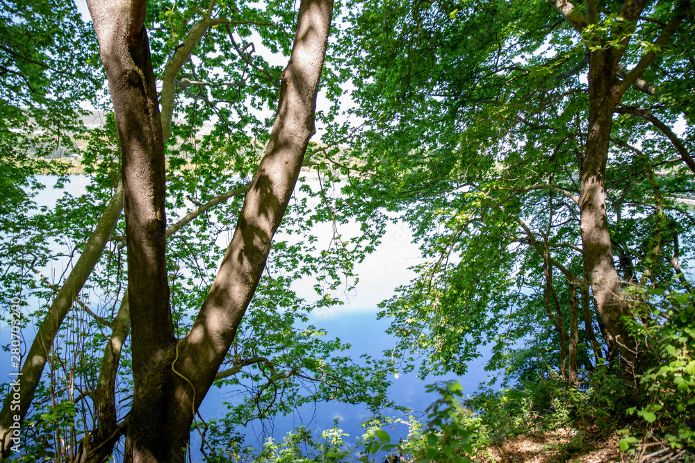 Fototapeta premium Trees in front of river Aliakmonas, Greece