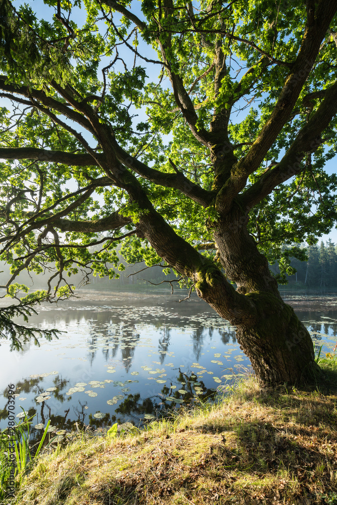 An oak tree hanging over the water of a river on a early summer morning. 
