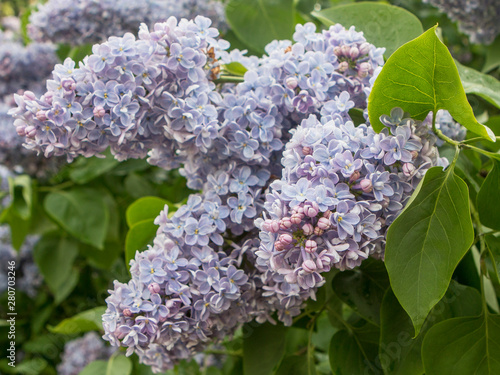 Photography Lilac bloom in Moscow