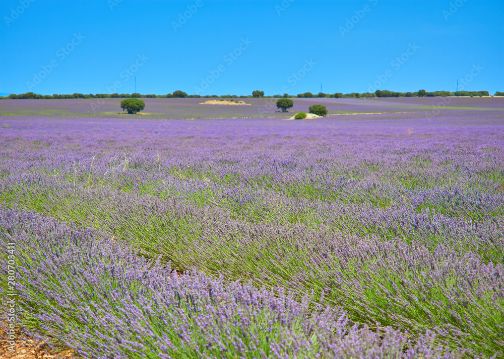 Naklejka premium Selective focus landscape view of the lavender cultivation fields in their maximum state of bloom, in the month of July, from the town of Brihuega, Guadalajara, Alcarria, Castilla la Mancha, Spain.