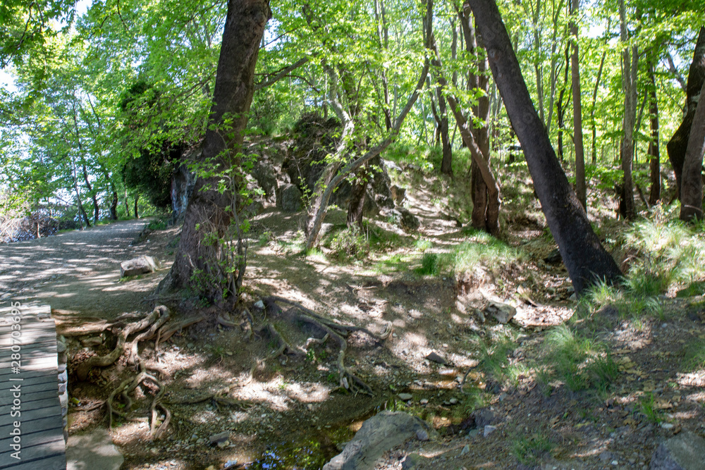 Trees in front of river Aliakmonas, Greece Trees in front of river Aliakmonas, Greece