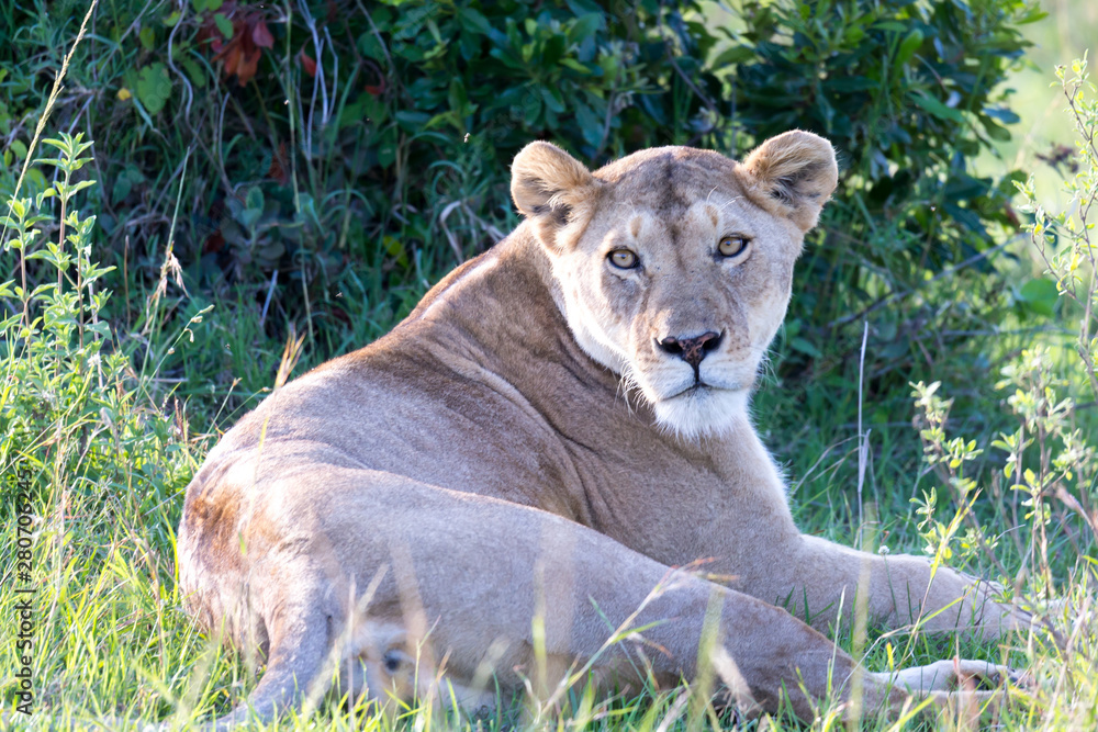 Fototapeta premium A lioness has made herself comfortable in the grass and is resting