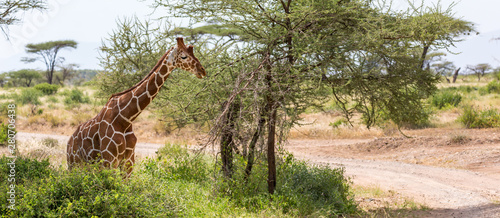 A closeup of a giraffe with many plants in the background