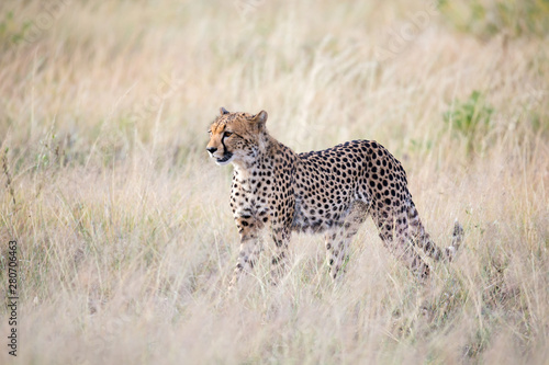 A cheetah walks in the high grass of the savannah looking for something to eat © 25ehaag6