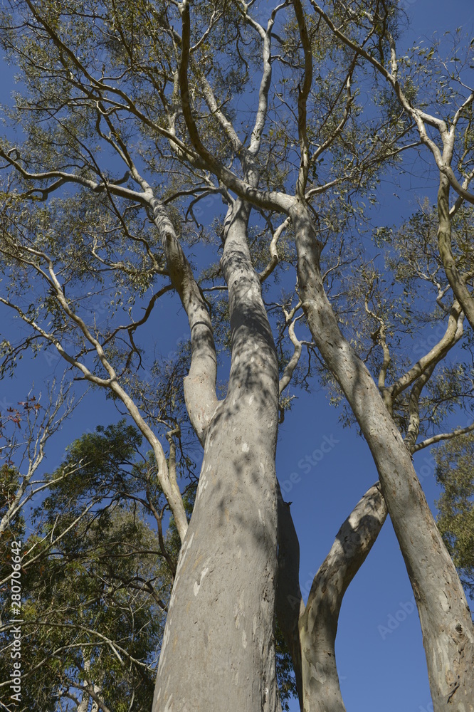 Fototapeta premium tree